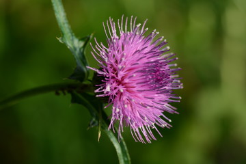 Japanese thistle flowers