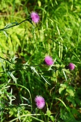 Japanese thistle flowers
