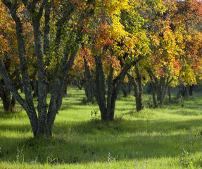 Fototapeta premium Pear trees displaying fall colors.