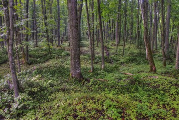 The Painted Rocks National Lakeshore in Upper Michigan has a wide variety of Attractions
