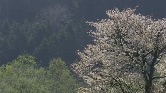 北海道の春 一本桜