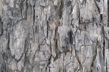 bark of tree texture , soft focus