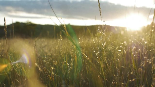 Dolly through prairie grasses at sunset, beautiful