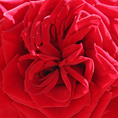 nice rose detail background