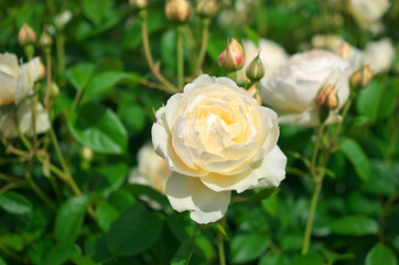 English roses garden in Sennan City, Osaka, Japan
