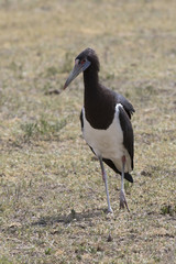 Abdims Stork that stands in the middle of the savannah in the Ngorongoro crater in the dry season