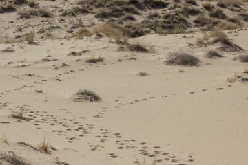 Desert Sand Dunes and Cactus Landscape