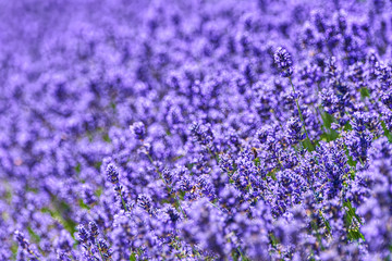 Fototapeta premium A field of lavander Lavandula with selective focus, portions purposely out of focus for emotional reasons or space for copy