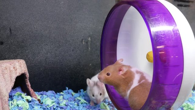 Motion of funny skrian hamster playing wheel inside cage at petsmart store with 4k resolution.