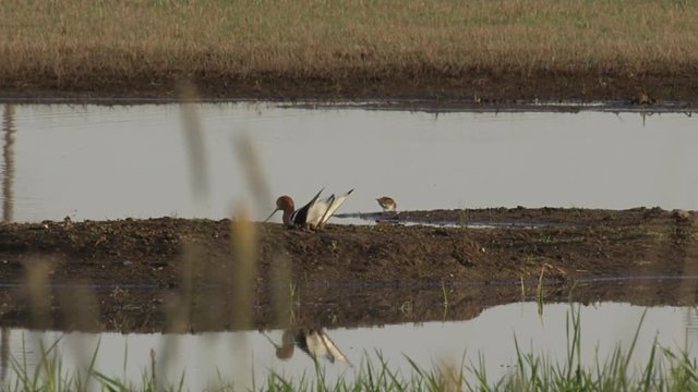 Avocet wallows in sand as it reflected in morning marsh then feeds