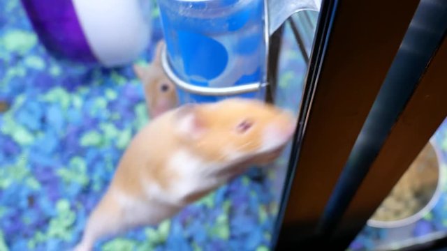 Blur motion of funny skrian hamster climbing inside cage at petsmart store with 4k resolution.