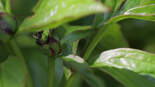 Ants eating nectar from a peony bud. Close up of small black ants consuming extrafloral nectar during the spring flower season.  Macro insects. 