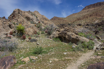 Desert Landscape with Cactus and Desert Plants