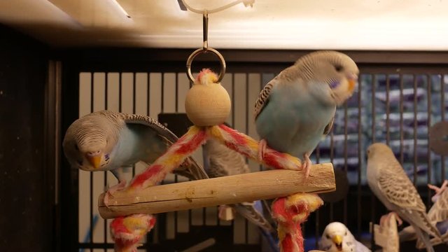 Moion of fancy parakeet in cage inside petsmart store with 4k resolution.