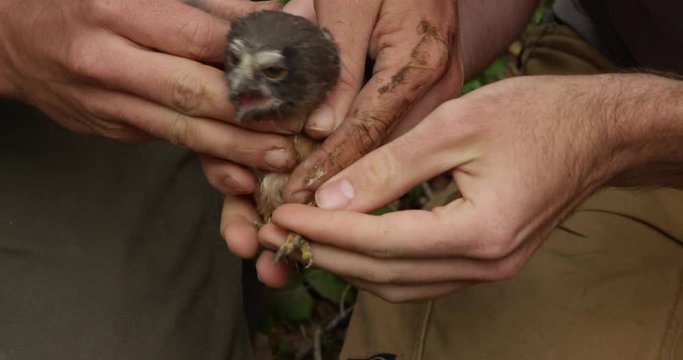 Biologists gently banding a baby saw whet owlet in spring