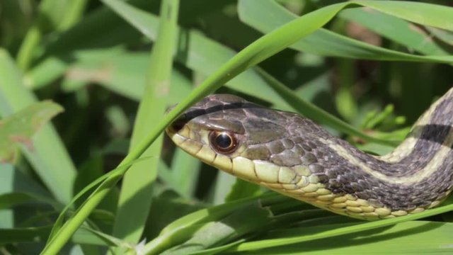 Close up of a snake in green grass. Garden snake found in north America slithering in the forest during spring time. Cute yellow and green serpentine macro view. 