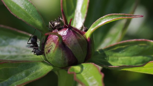 Ant pollinating and eating nectar from a peony bud in the garden during the spring time. Insects close up in nature. 