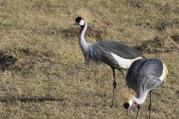 grey crowned crane which stands in the middle of the African savanna in the dry season