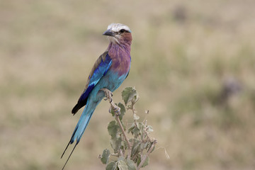Lilac-breasted Roller sitting on a branch at the top of a bush in the savanna in the dry season