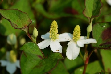 Medicinal plants"Cameleon plant"
