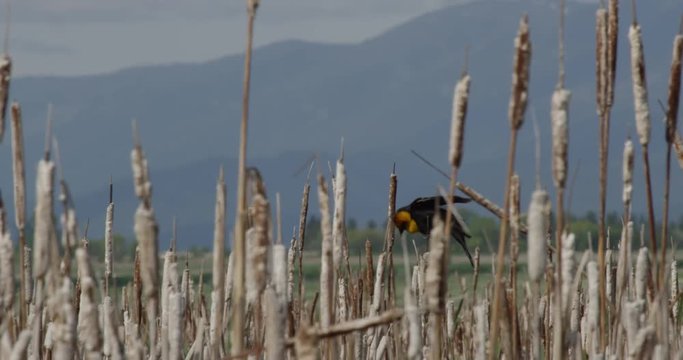 Yellow headed black bird balances on cattail on sunny warm day