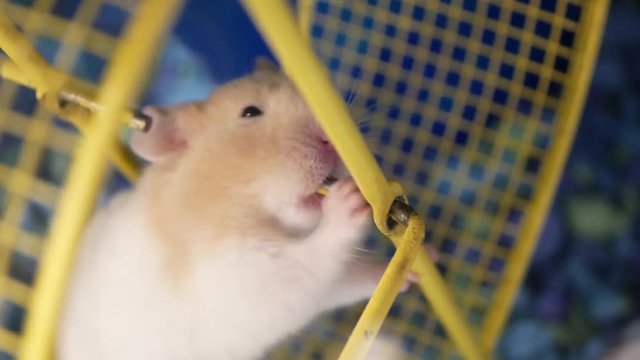Motion of funny skrian hamster grinding the teeth inside cage at petsmart store with 4k resolution.