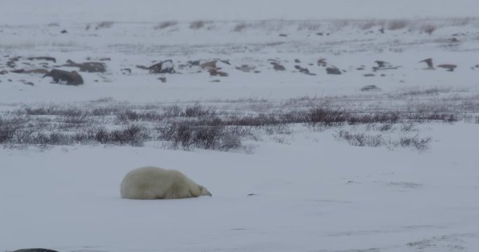 Wind buffets sleeping polar bear in arctic