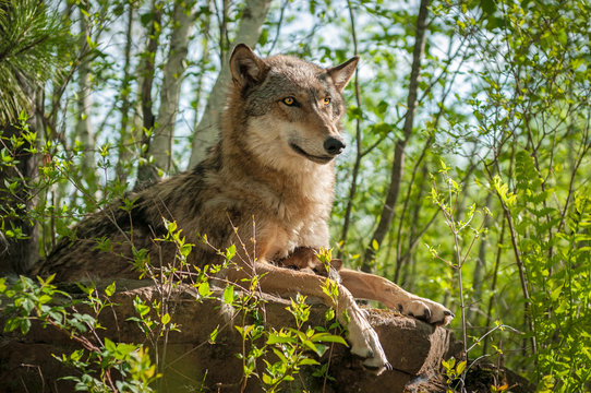Fototapeta Grey Wolf (Canis lupus) Sits With Pup Underneath Her