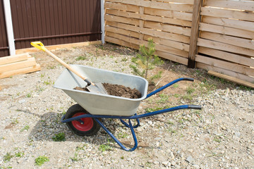 A wheelbarrow with earth and a shovel stands at the newly planted spruce.