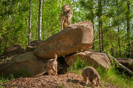 Fototapeta Grey Wolf (Canis lupus) Looks Down at Pups at Den
