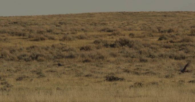 Sage grouse fly off from prairie lek in morning light