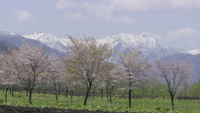 桜並木