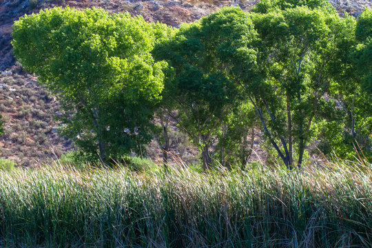 Tall cottonwood trees and marsh grasses beside the lagoon in Dead Horse Ranch State Park near Cottonwood, Arizona