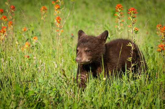 Black Bear Cub (Ursus americanus) Walks Through Indian Paintbrush and Grass