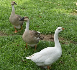 three Indian ducks playing in garden