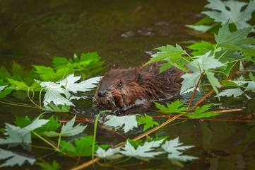 North American Beaver (Castor canadensis) Kit in Leaves