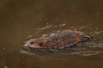 North American Beaver Kit (Castor canadensis) Swimming