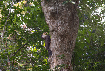 White-throated Brown Hornbill, Austen's Brown Hornbill  