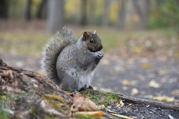 a squirrel in a parc