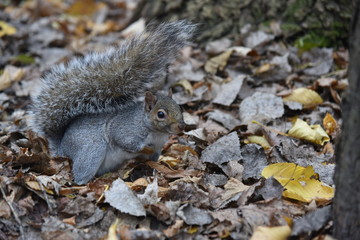Portrait of a squirrel