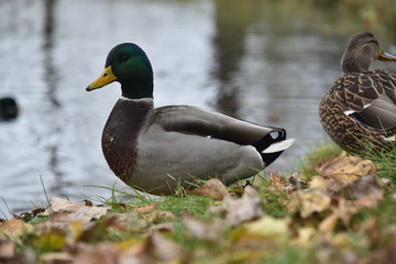 duck