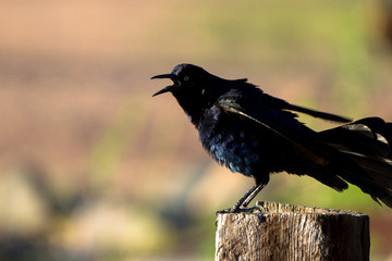 Male Great-tailed Grackle calls at dawn beside the marsh at Dead Horse Ranch State Park near Cottonwood, Arizona