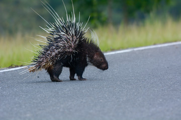 Malayan porcupine, Himalayan porcupine, Large porcupine