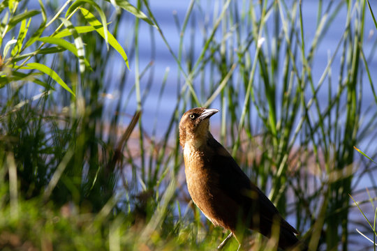 Female Great-tailed Grackle at dawn beside the marsh at Dead Horse State Park near Cottonwood, Arizona
