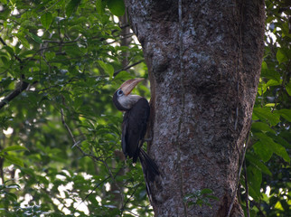 White-throated Brown Hornbill, Austen's Brown Hornbill  
