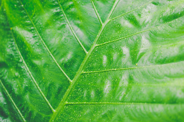Close-up water drops on leaves for background.