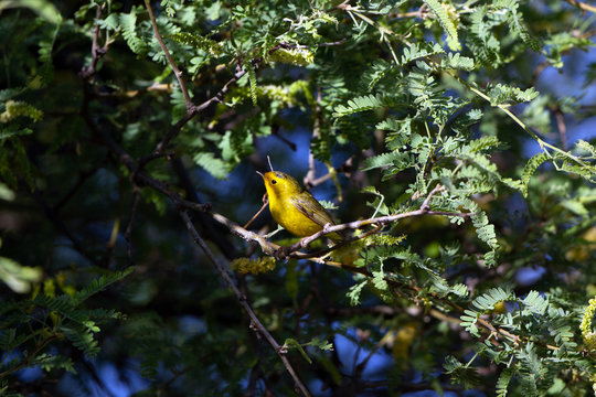 Wilson's Warbler during migration perches in a native Honey Mesquite tree in Dead Horse Ranch State Park near Cottonwood, Arizona