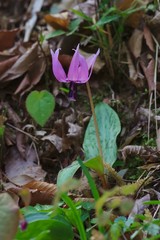 Erythronium japonicum (dogtooth violet) 