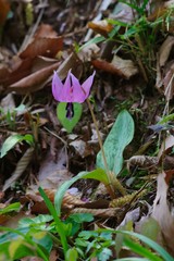 Erythronium japonicum (dogtooth violet) 