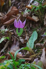 Erythronium japonicum (dogtooth violet) 